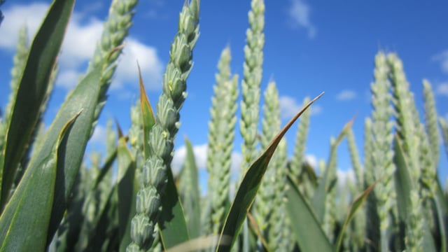 Potentially 'groundbreaking' seed treatments set for Ireland