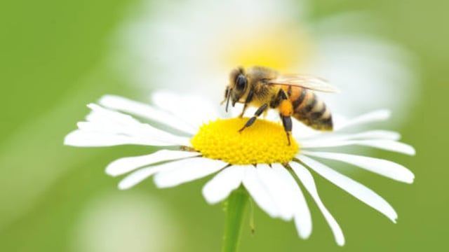 New guide on developing traditional orchards for pollinators