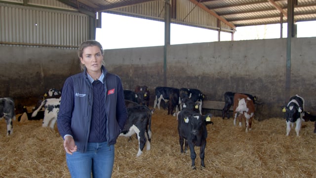 Video: Advice on weaning calves off milk replacer