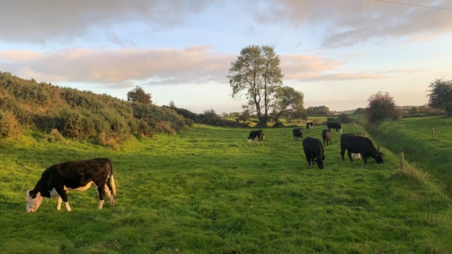 NI farmers advised to use up UK livestock tags before they become 'obsolete' in June
