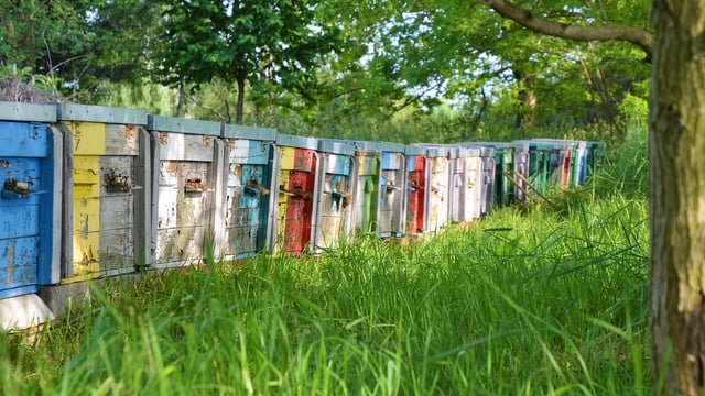 New programme launched to support beekeepers in Ireland
