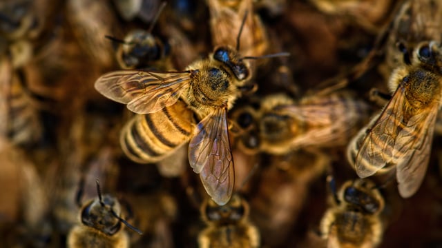 World Bee Day: Pollinators' fundamental role in food security