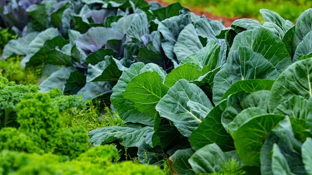 'Not possible' to support all horticulture sub sectors - minister