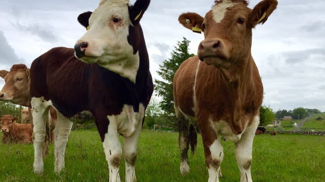 CSO: Cattle slaughterings down by nearly 4%