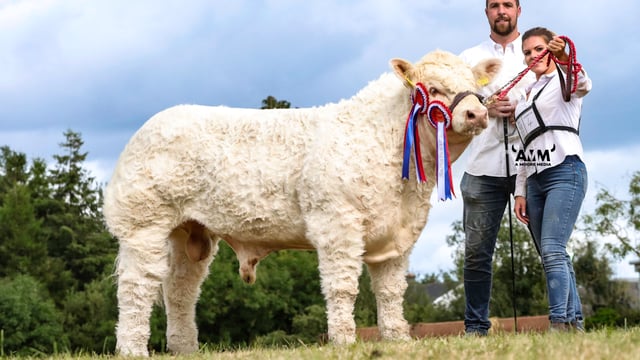 ‘Rising Stars’ head for new Charolais calf show
