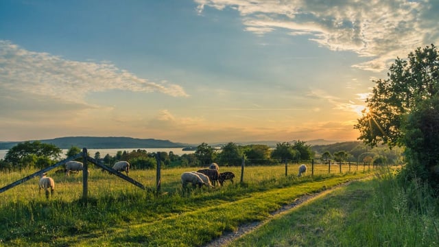 Gardaí investigate theft of sheep from Donegal farm