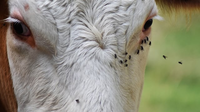 How will new veterinary medicine regulations impact farmers?