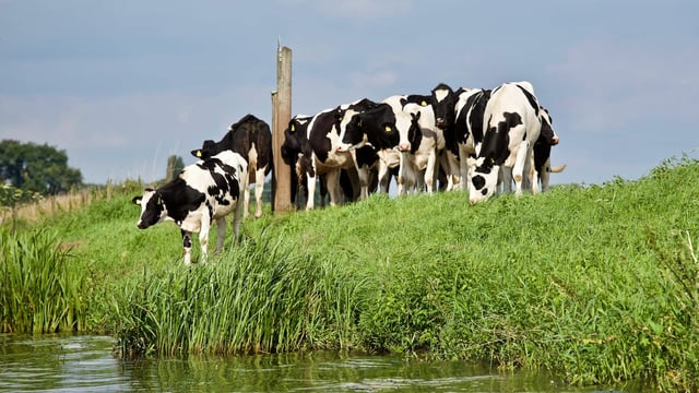 ICMSA welcome planned EU pivot to food security over sustainability