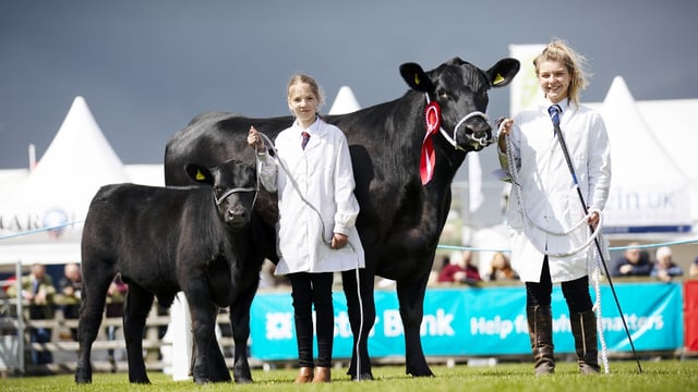 An Aberdeen Angus perspective on significance of Balmoral Show
