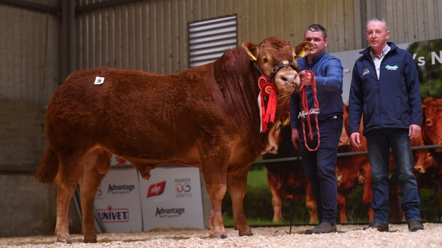 €10,000 for Roscommon-bred bull at Limousin sale