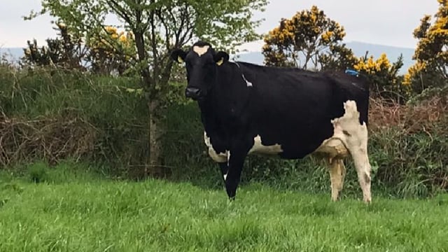 Carnew Mart to host dairy production sale with a twist