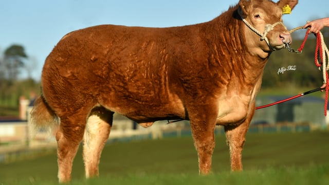 Commercial heifer hits record £23,000 at Jalex on-farm sale