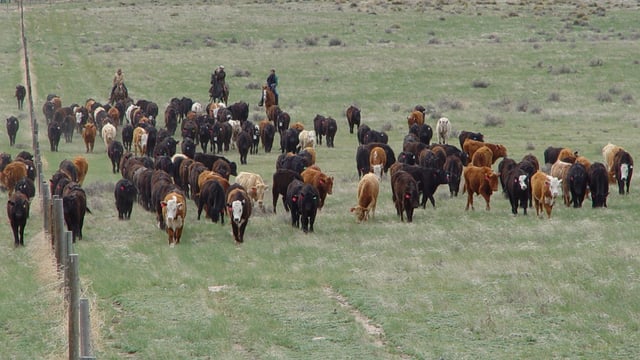 Research: Rotational grazing doesn't work in ranching systems