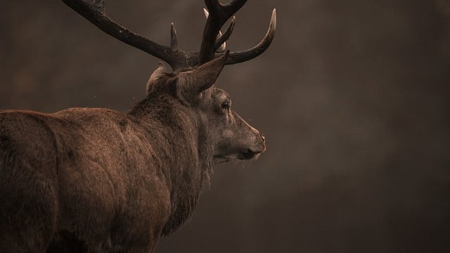 DAFM: Deer management group report due before year end