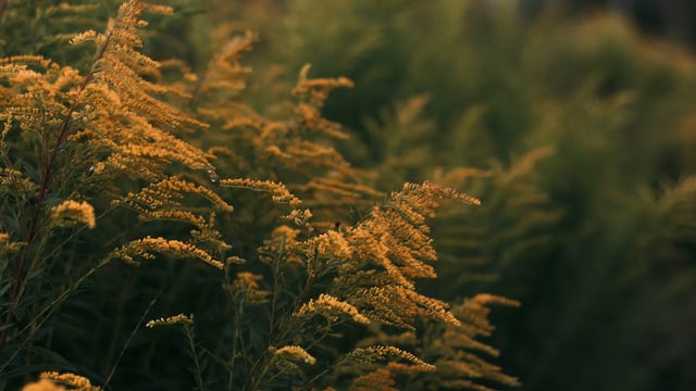 McConalogue: No burning of scrub land in summer