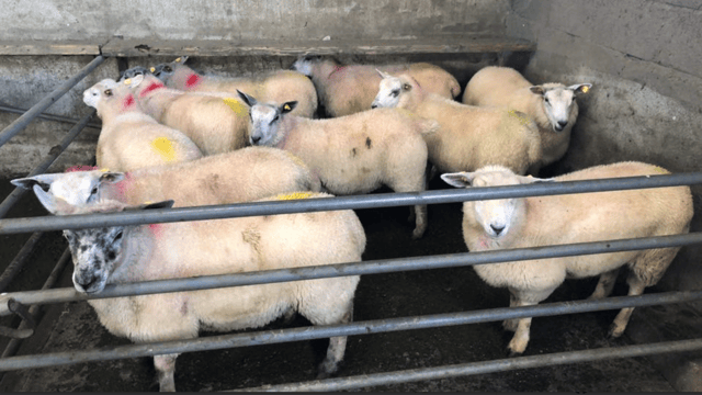 Sheep trade: Spring lamb supplies down 25% this year