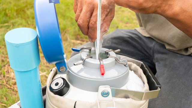 Are you sticking with sexed semen this breeding season?