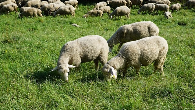 Applications open for innovative sheep farm visit to Scotland