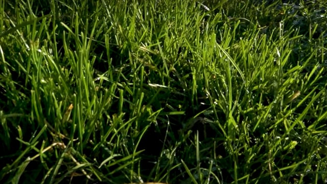 50k grant offered for Belfast city centre farm project