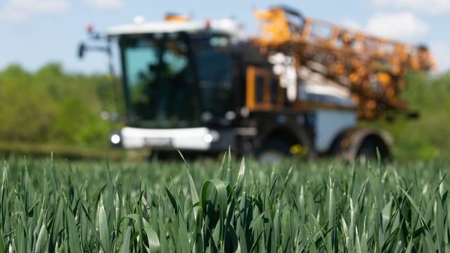 Septoria pressure increasing for growers