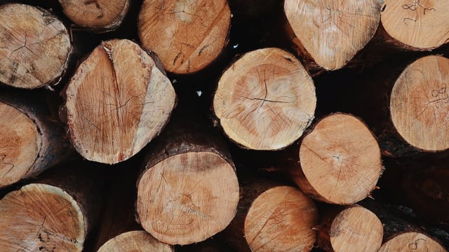 Scottish log exports paused after larch beetles found in Cork