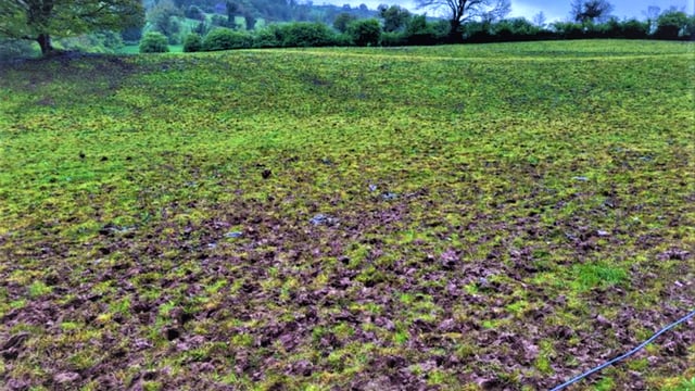 Crop monitoring report: Wet weather hampering Irish crops