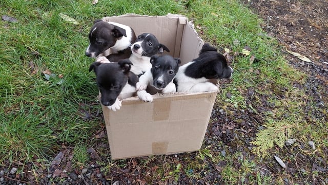ISPCA to launch campaign in response to record levels of abuse