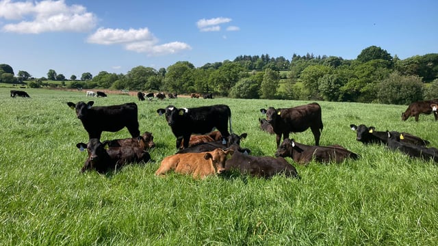 Angus births up 6% in 2022 as other beef-breed births drop