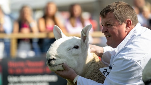 Scottish sheep semen exported to US for first time post-ban