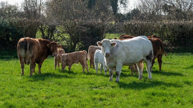 Profile: Westmeath suckler-beef farm hosting IGA event