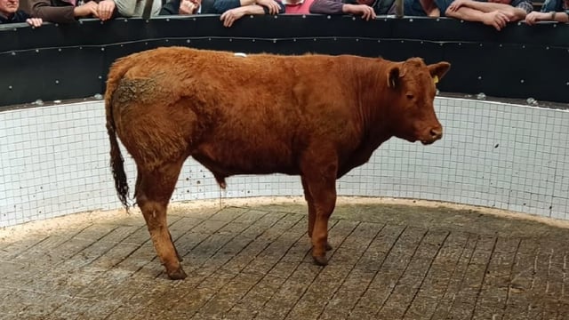 Bullocks over 500kg average €2.83/kg at Ballinrobe Mart