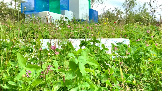 Video: Bloom show garden highlights the role of clover in Irish dairy