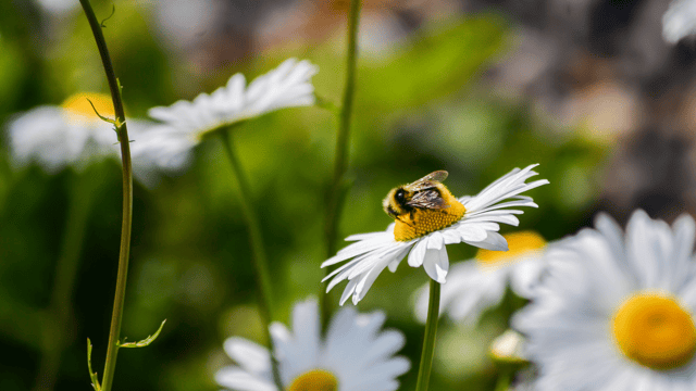 Learning Hub Series: Pollinator-friendly farming