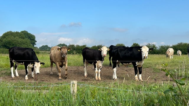 AHWNI welcomes notifiable disease status for BVD