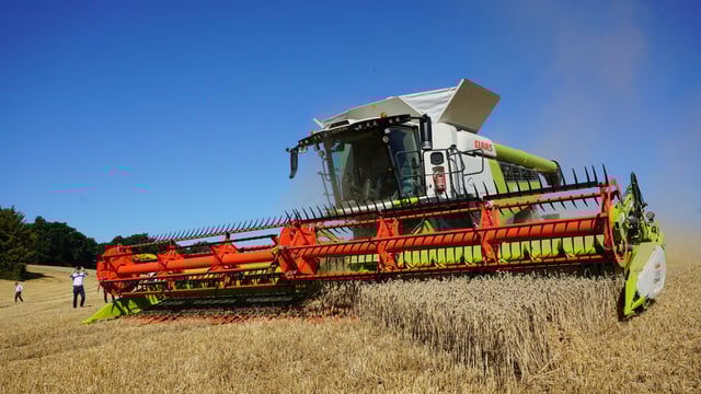 Why could grain sampling be key at harvest time?