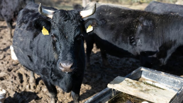 Farm Focus: Organic Dexters, pigs and tillage in Slane