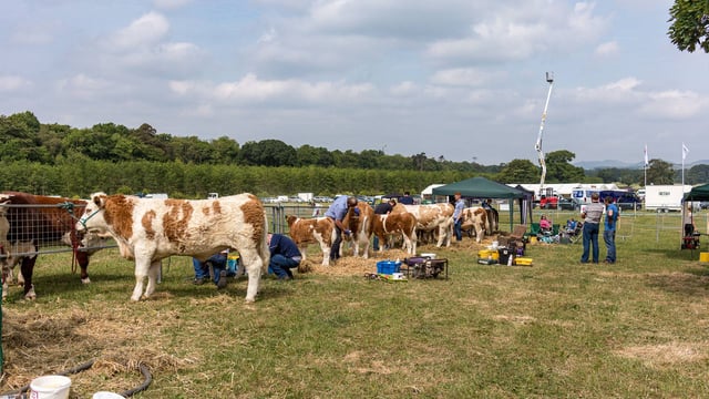 Dundalk Show opens gates with packed programme