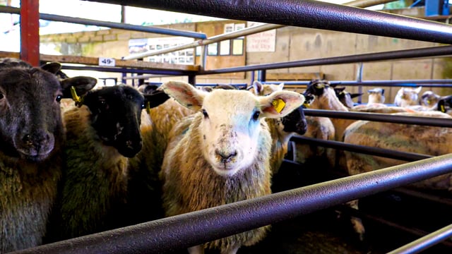 Minister accused of 'sitting idly by while sheep sector is collapsing'