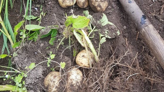 Kerry potato festival celebrates the humble spud
