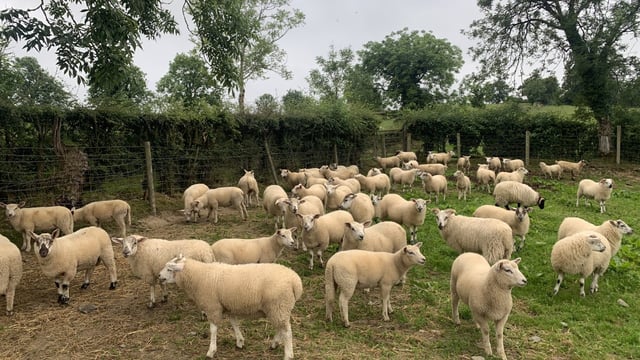 Sheep trade: Price pressure stays but demand set to rise