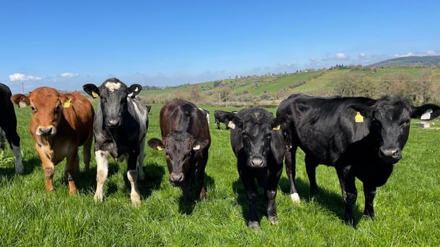 ABP issues beef benchmark report to farmer suppliers
