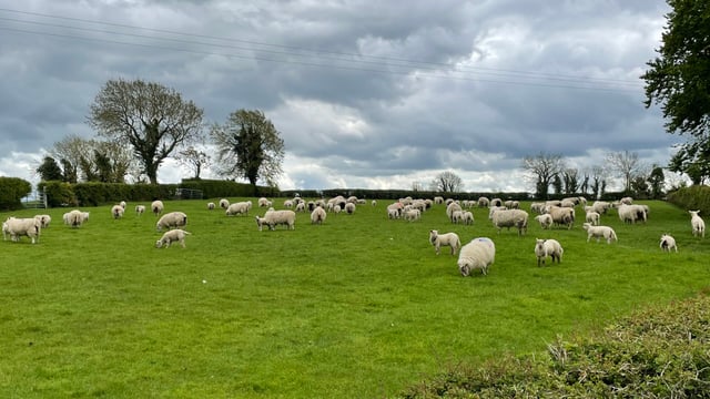 Sheep kill: Hogget supply falls as spring lamb numbers rise