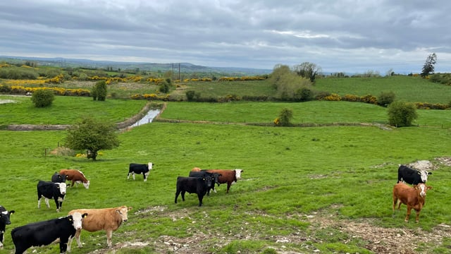 National herd falls by over 550,000 head in 20 years