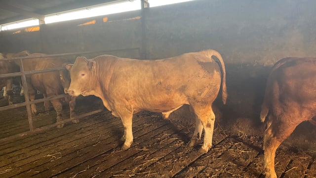 Beef kill: Young bull supply down over 8,000 head on 2022