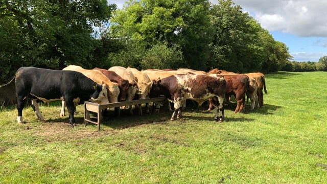 Beef kill: 60% of bullocks grading an O+ or lower