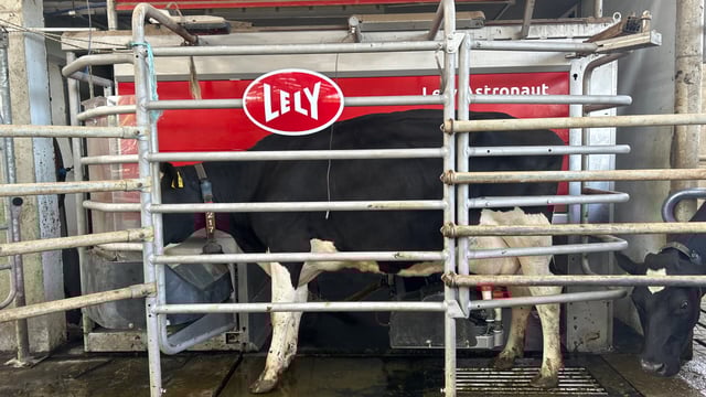 Dairy Focus: Family using robot to set up second dairy unit