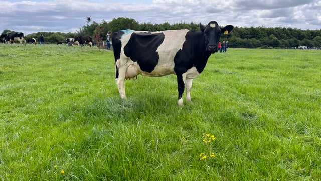 Dairy Focus: Pure Friesian ticking all the boxes in Limerick