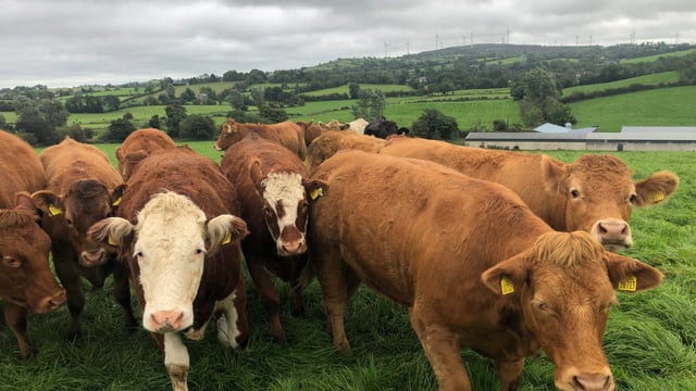 Factory quotes: Cows take biggest price hit as trade slips