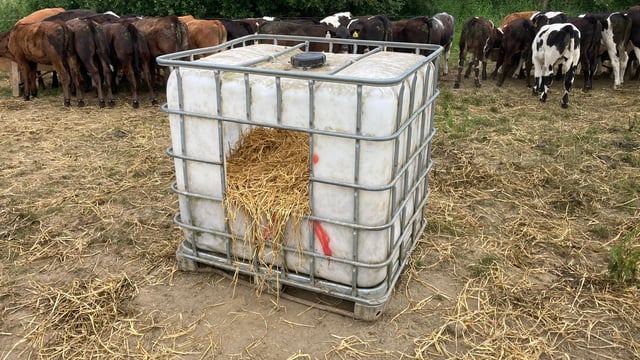 Tips for preventing summer scour in calves