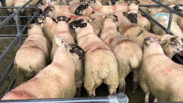 Sheep kill: Hogget and lamb supplies show a slight drop
